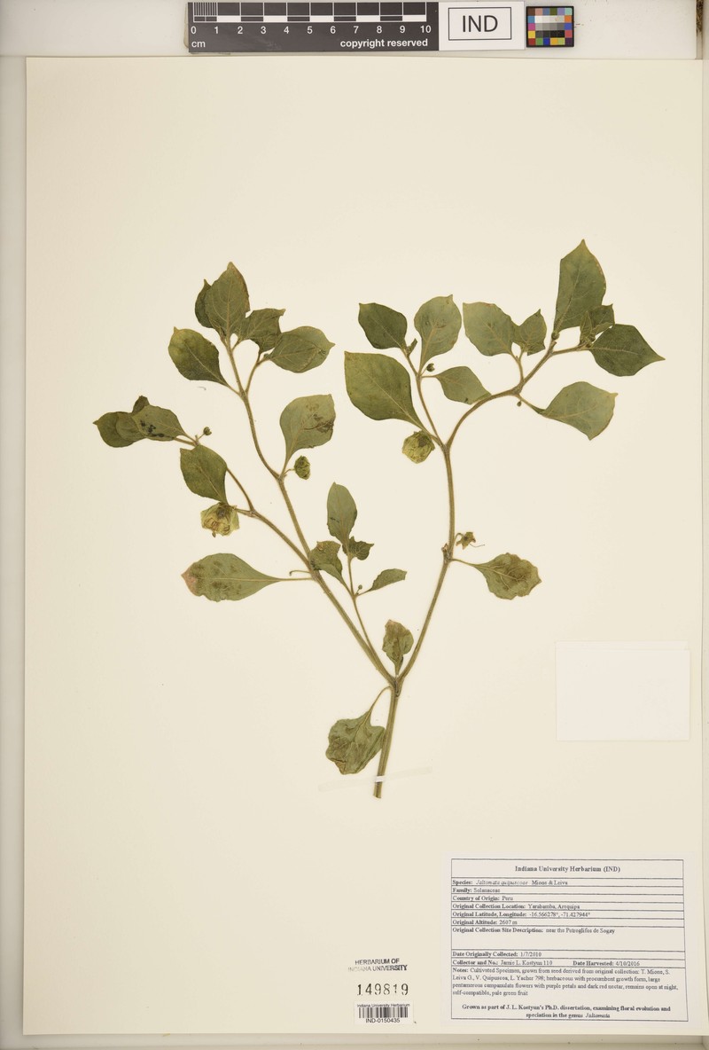 Jaltomata quipuscoae photo 6