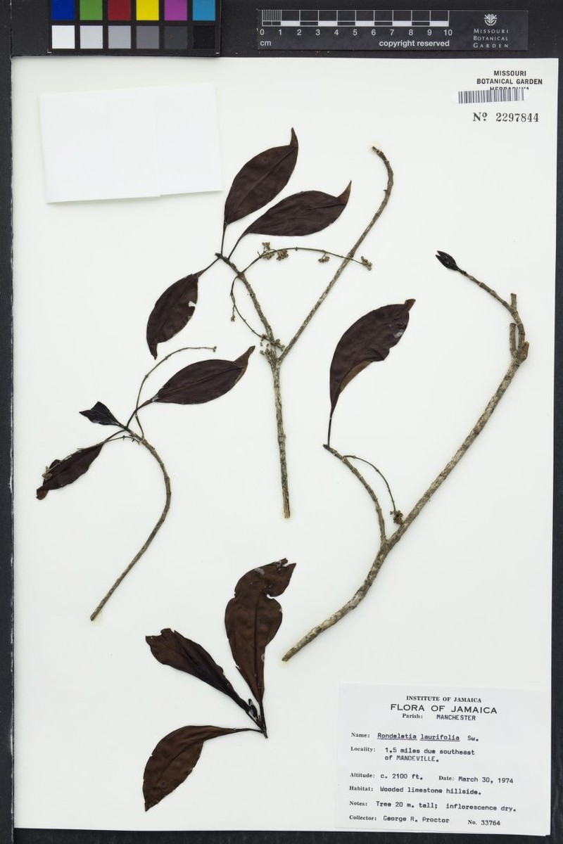 Jamaicanthus laurifolius