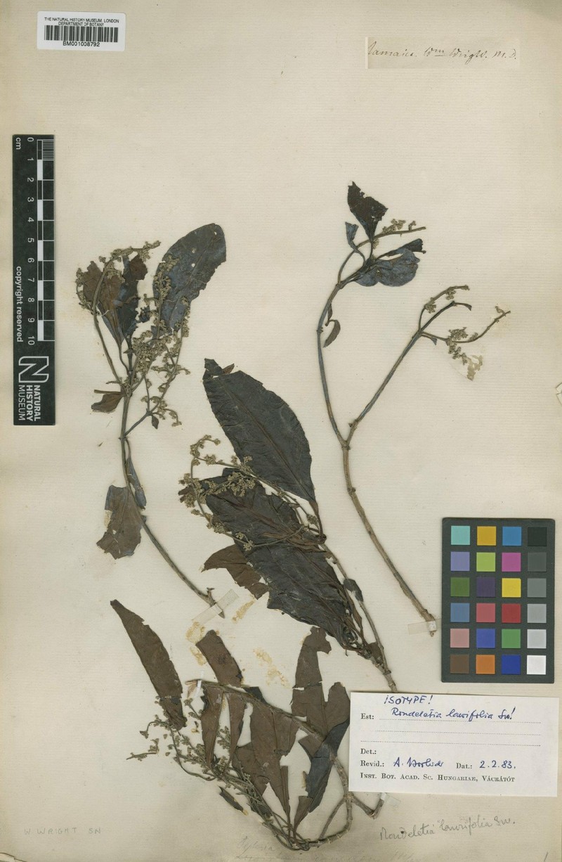 Jamaicanthus laurifolius photo 2