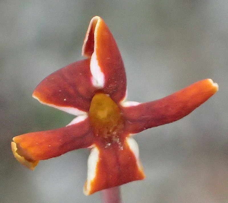 Jamesbrittenia atropurpurea subsp. atropurpurea