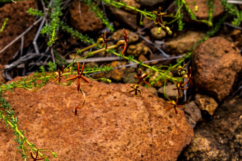 Jamesbrittenia atropurpurea subsp. atropurpurea photo 2