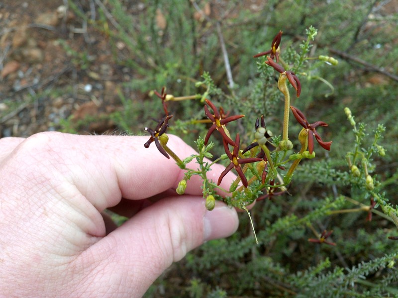 Jamesbrittenia atropurpurea subsp. atropurpurea photo 3