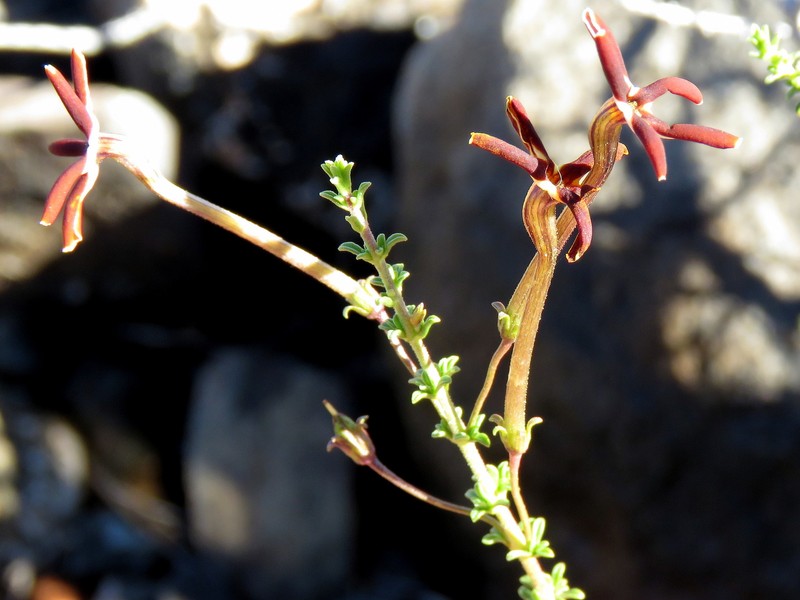 Jamesbrittenia atropurpurea subsp. atropurpurea photo 4