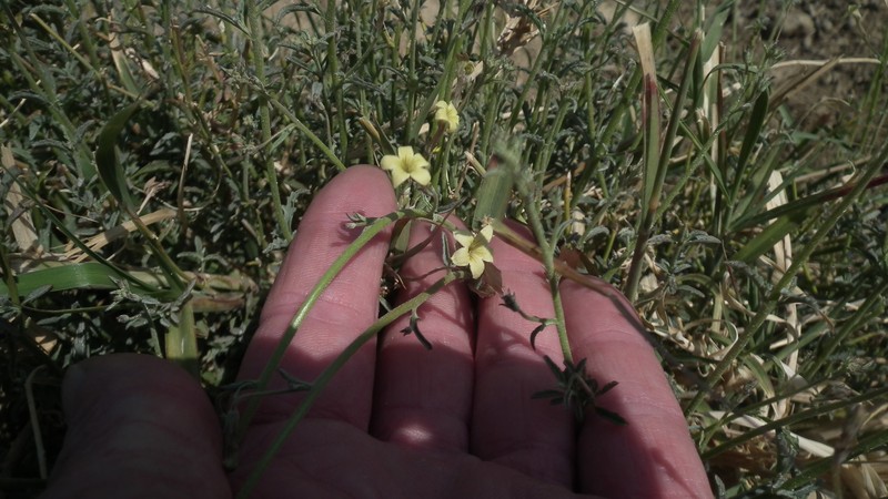 Jamesbrittenia canescens var. canescens