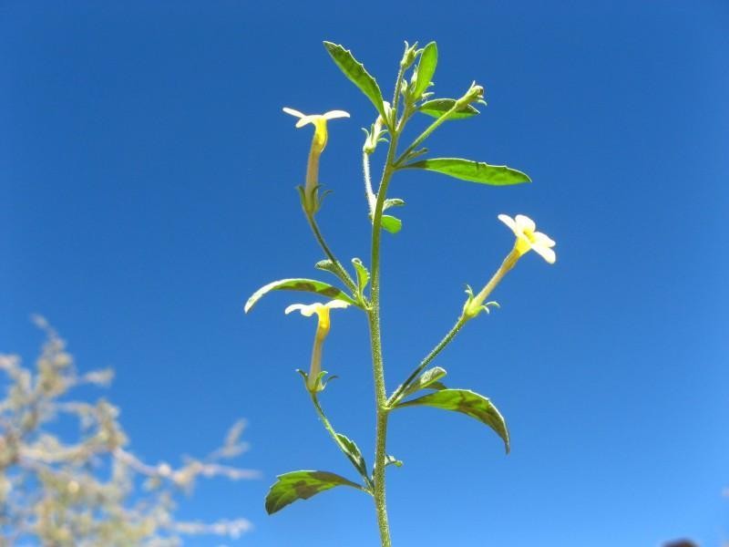 Jamesbrittenia canescens var. canescens photo 2