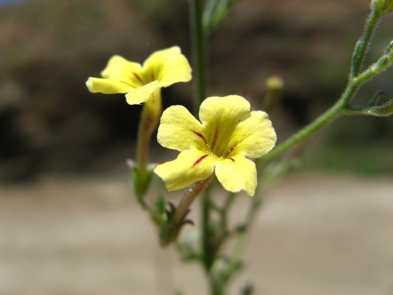 Jamesbrittenia canescens var. canescens photo 3