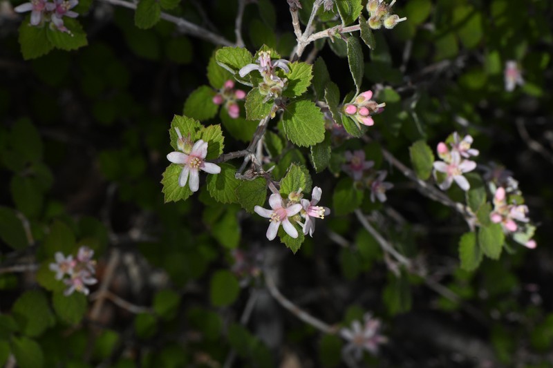 Fivepetal Cliffbush