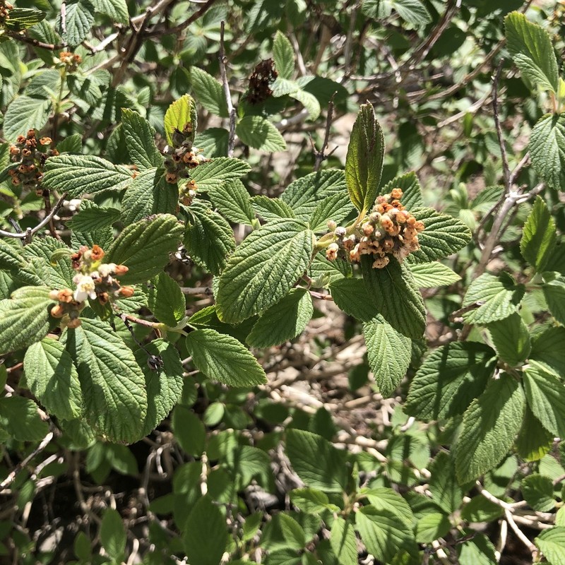 Fivepetal Cliffbush photo 5