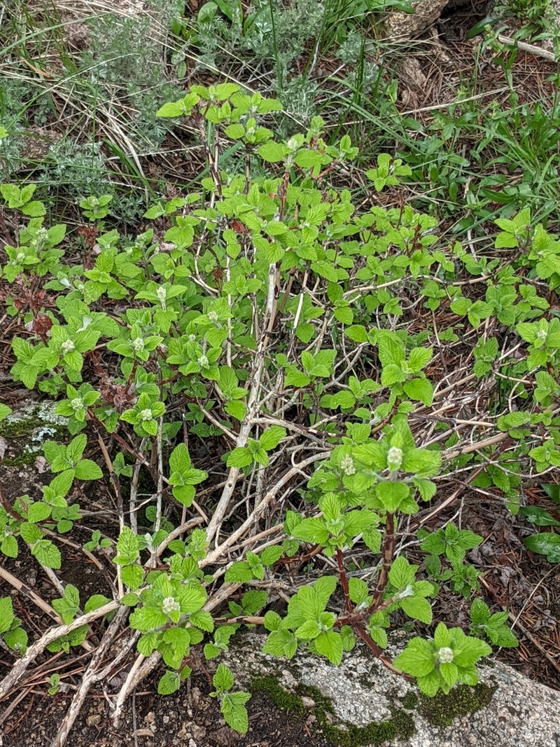 Fivepetal Cliffbush photo 6