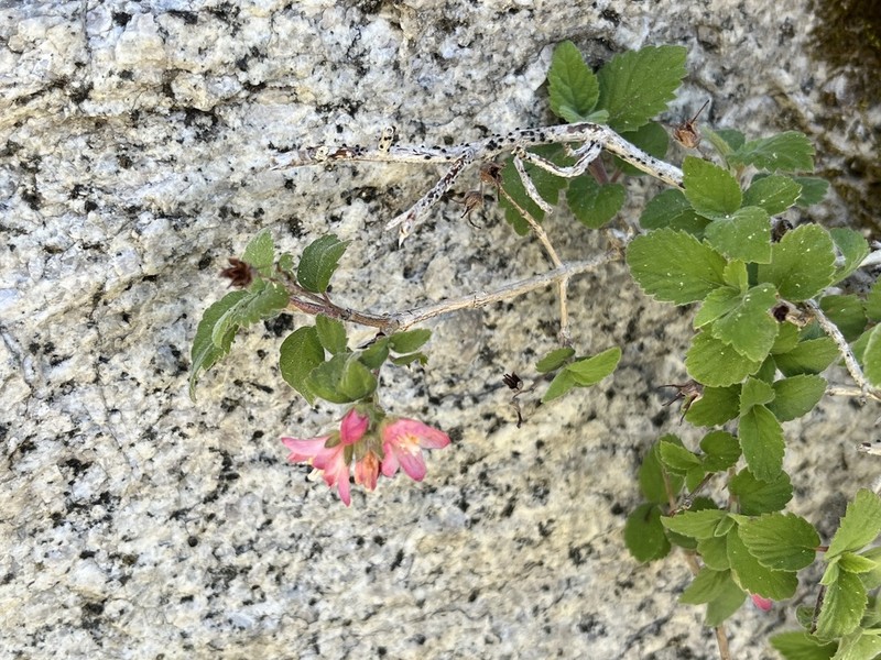 Fivepetal Cliffbush photo 7