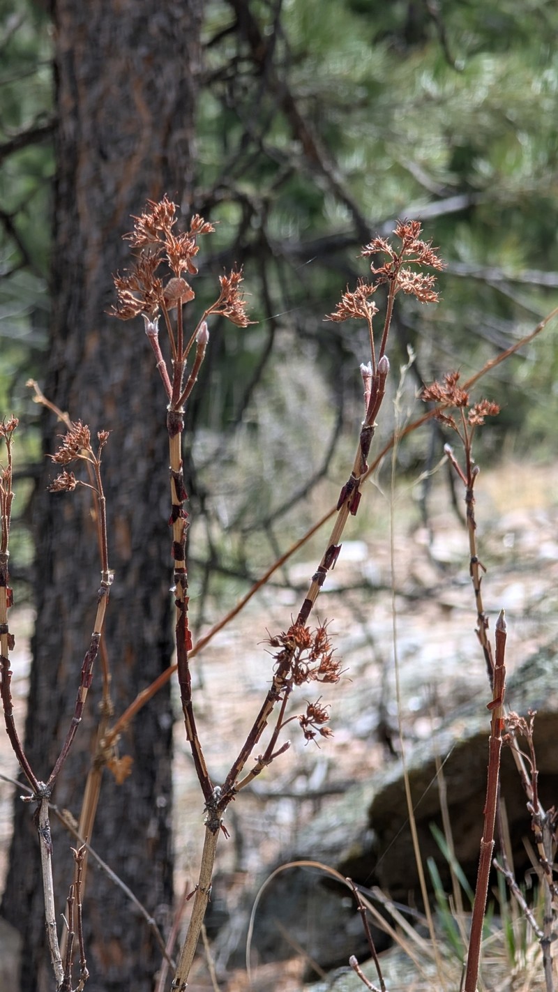 Jamesia americana var. americana