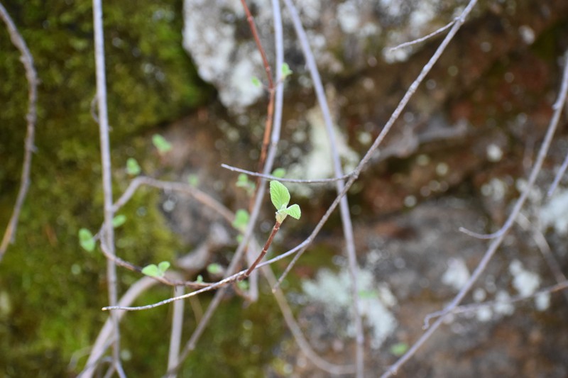 Jamesia americana var. americana photo 3