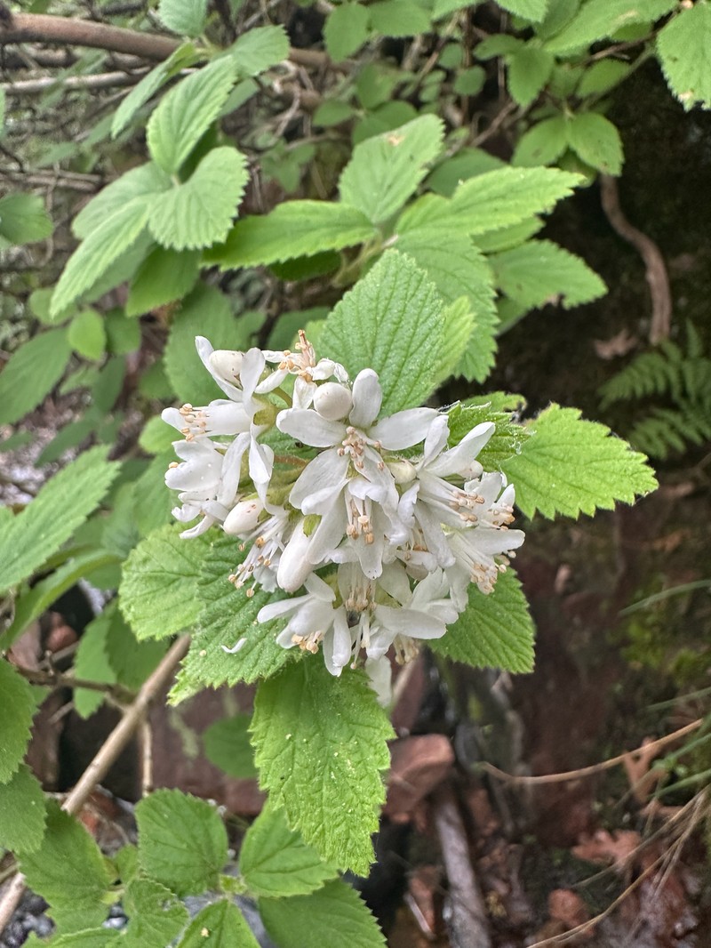 Jamesia americana var. americana photo 4