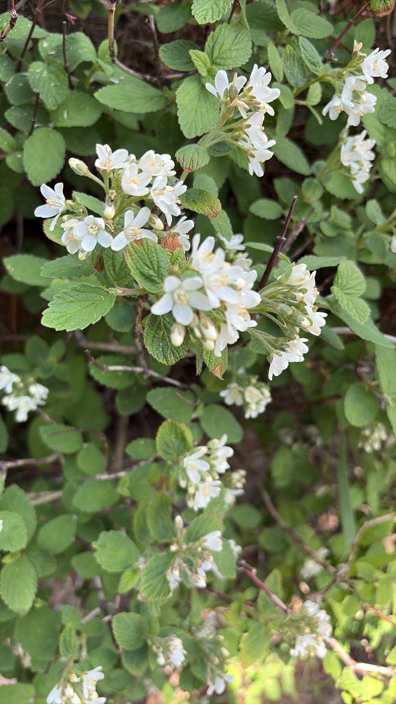 Jamesia americana var. americana photo 5