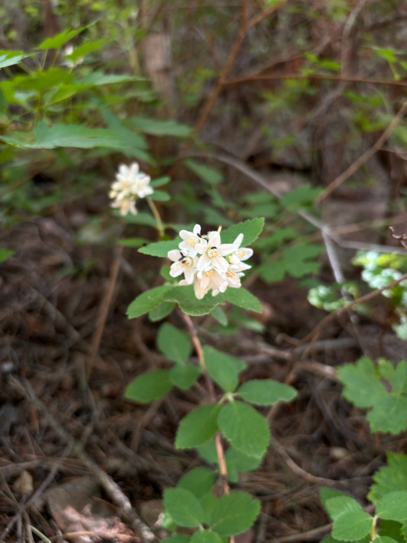 Jamesia americana var. americana photo 7