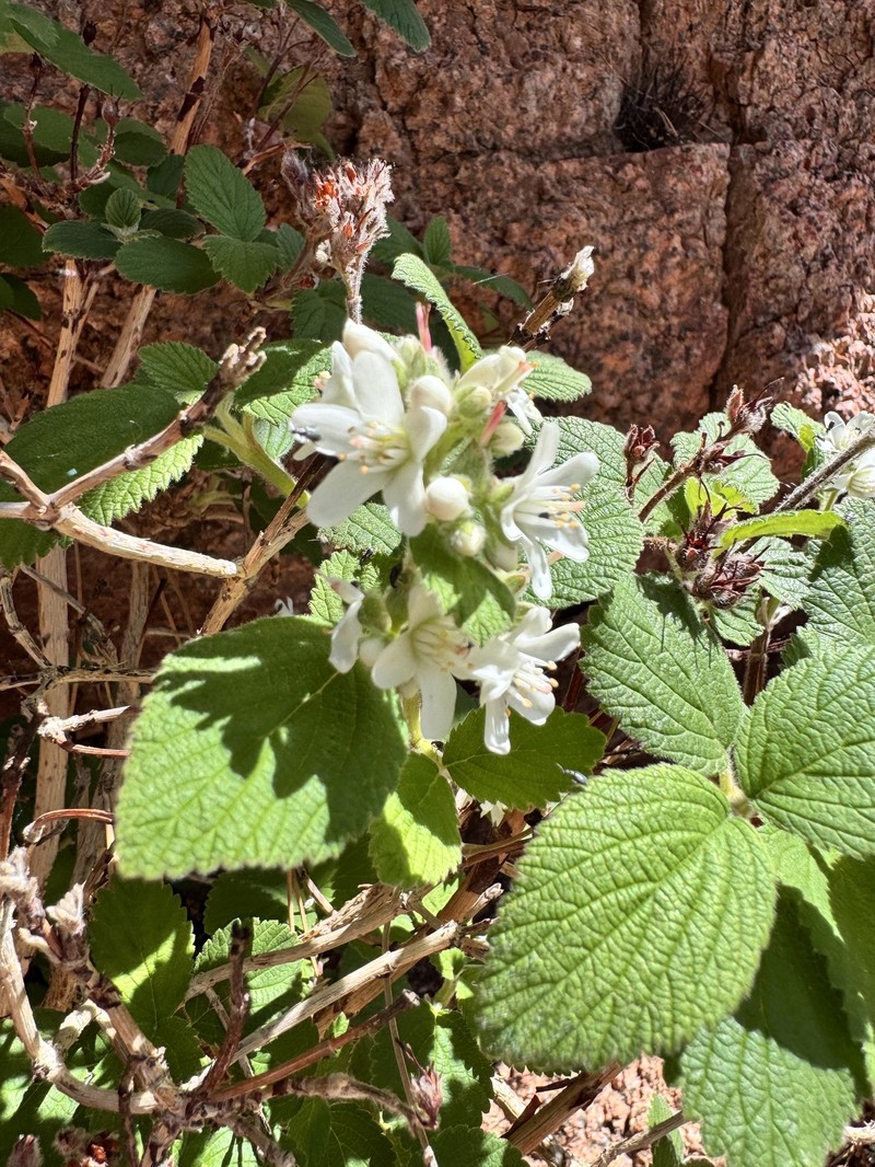 Jamesia americana var. americana photo 8