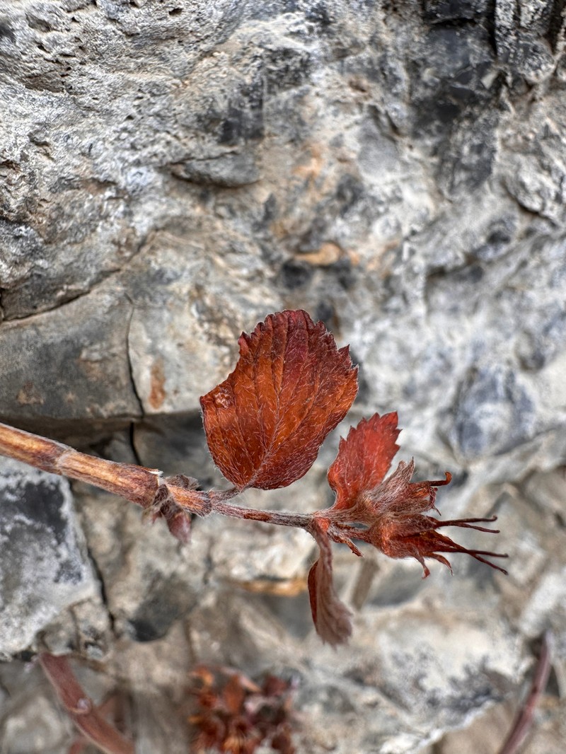 Jamesia americana var. macrocalyx