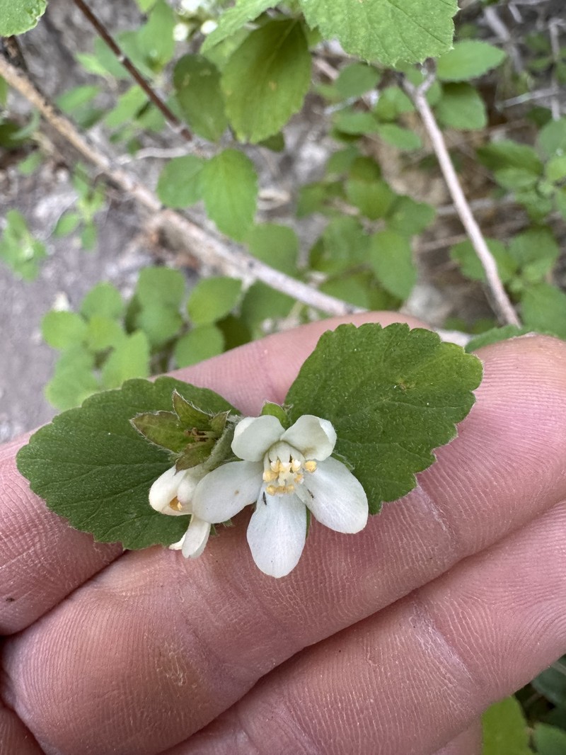 Jamesia americana var. macrocalyx photo 2