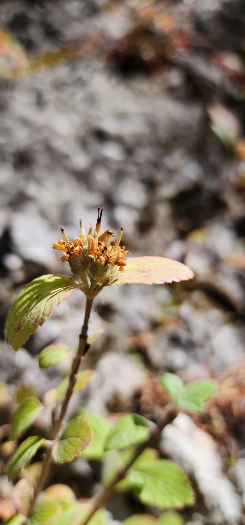 Jamesia americana var. macrocalyx photo 3