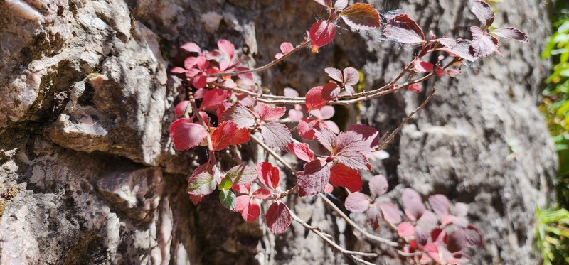 Jamesia americana var. macrocalyx photo 4