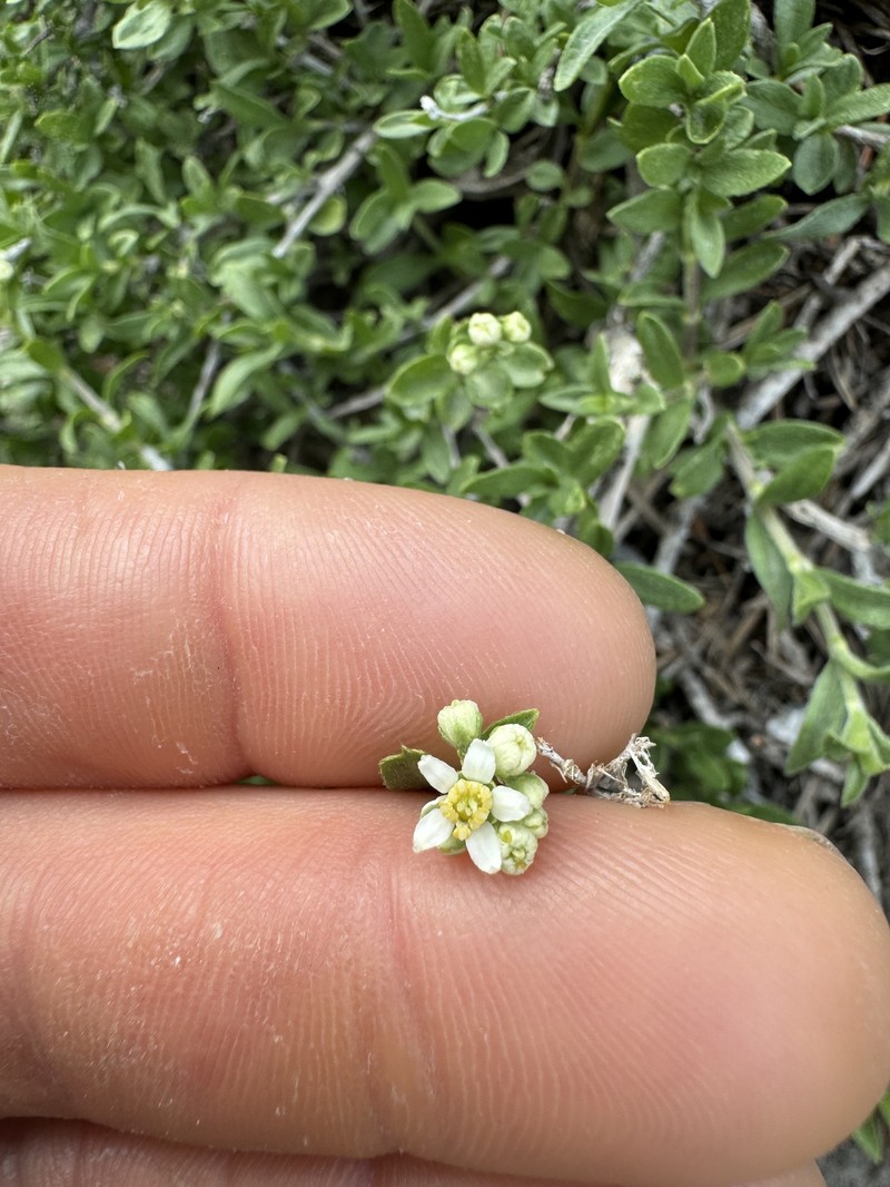 Jamesia americana var. macrocalyx photo 5