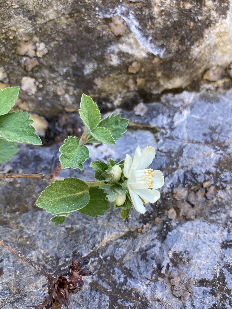 Jamesia americana var. macrocalyx photo 6