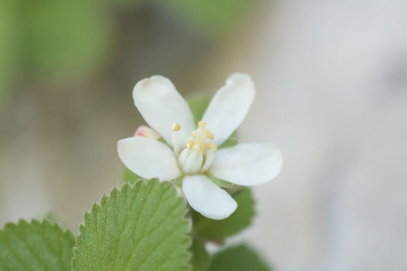 Jamesia americana var. macrocalyx photo 7