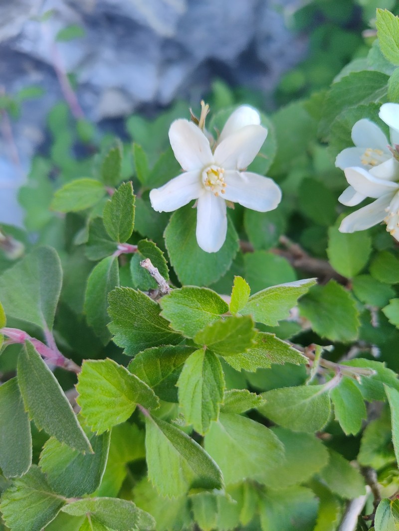 Jamesia americana var. macrocalyx photo 8