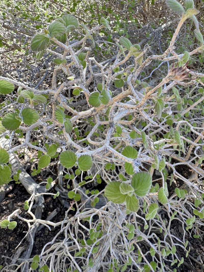 Jamesia americana var. rosea