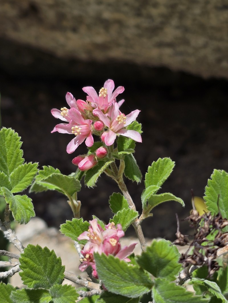Jamesia americana var. rosea photo 2