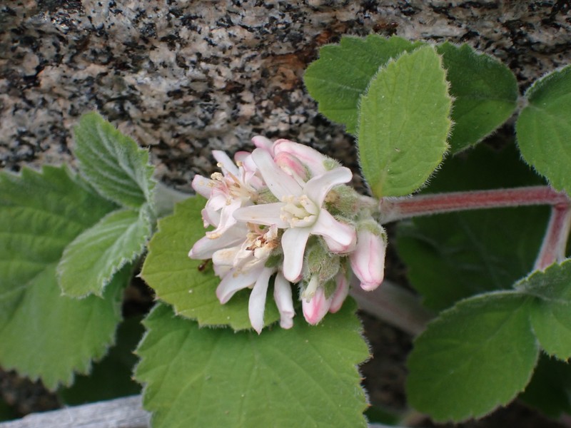 Jamesia americana var. rosea photo 3