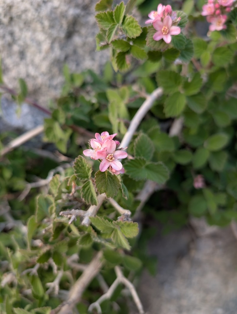 Jamesia americana var. rosea photo 4
