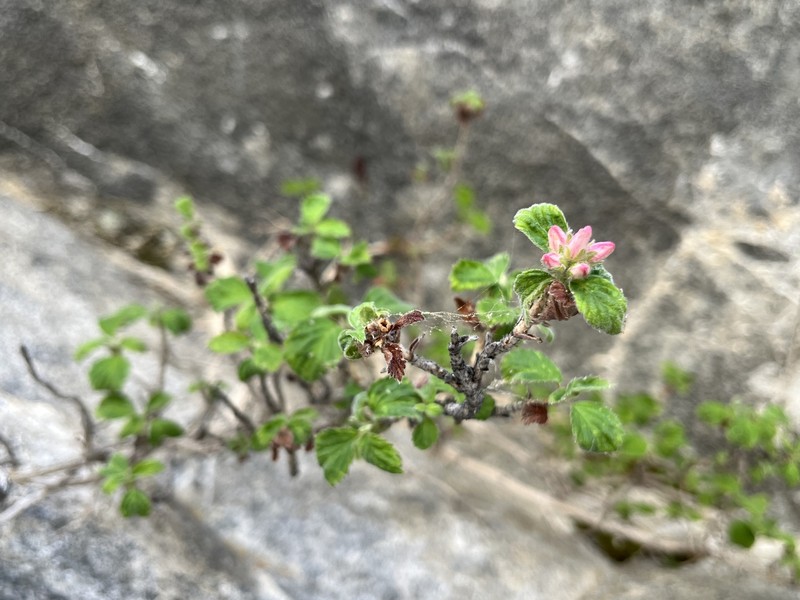 Jamesia americana var. rosea photo 5