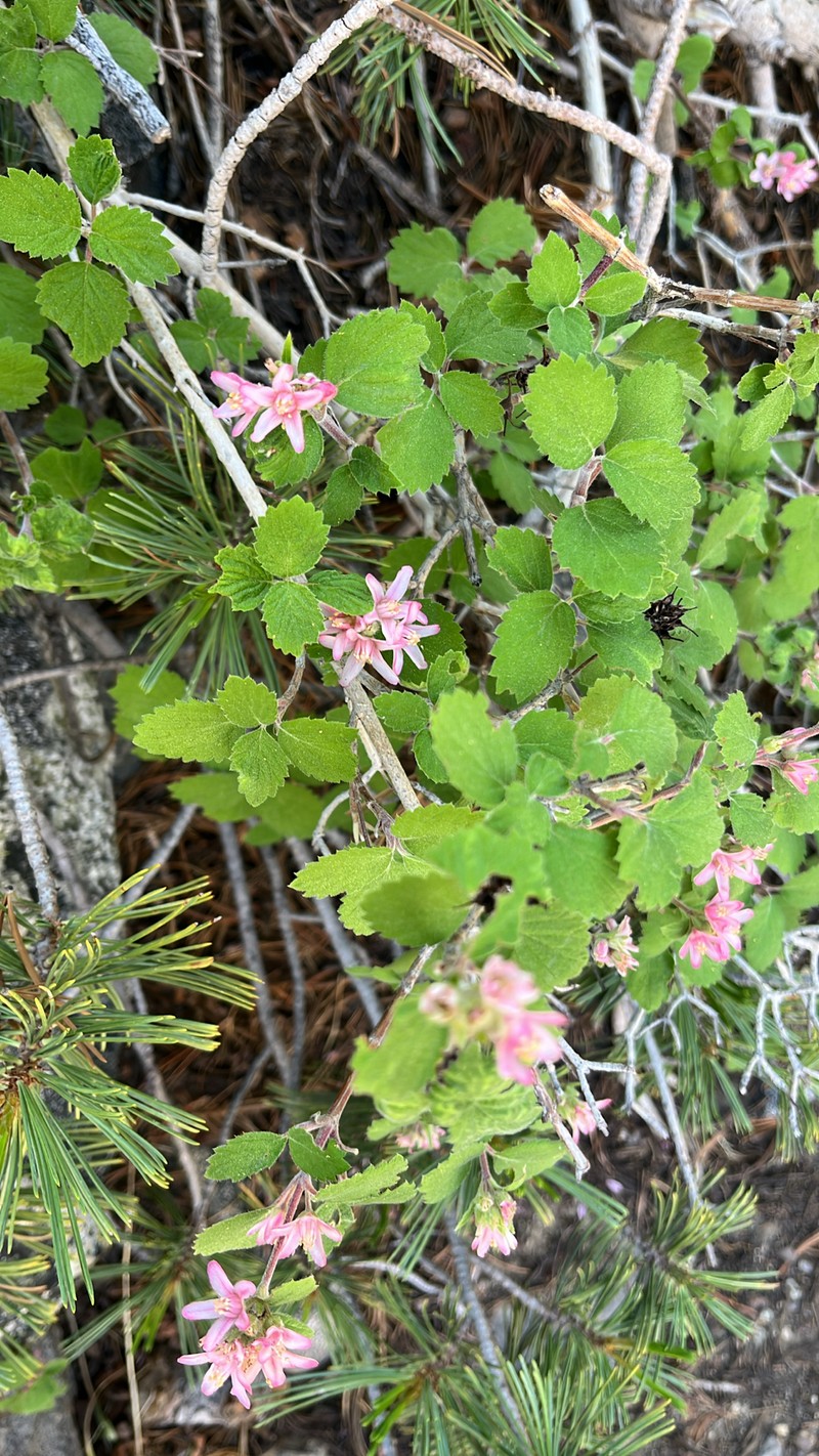 Jamesia americana var. rosea photo 6