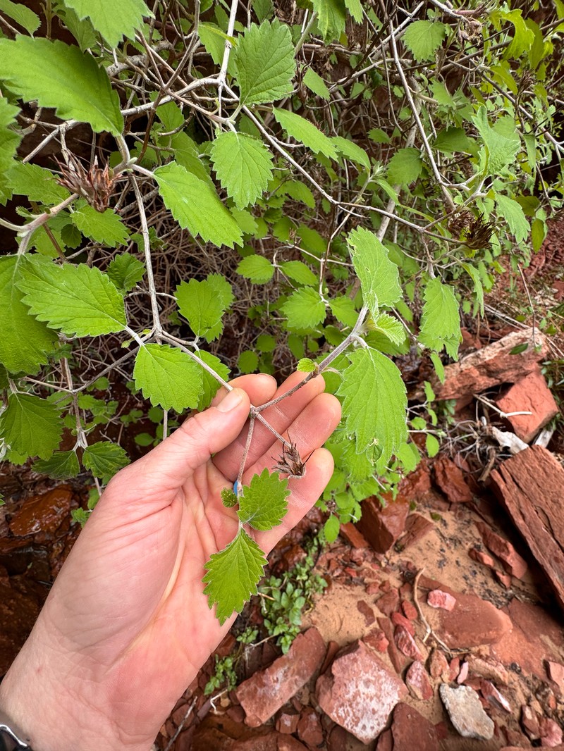 Jamesia americana var. zionis