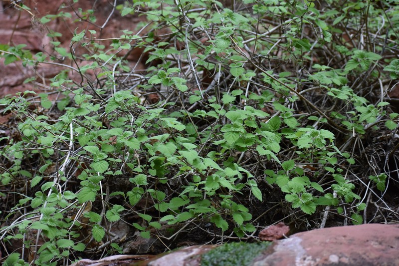 Jamesia americana var. zionis photo 2
