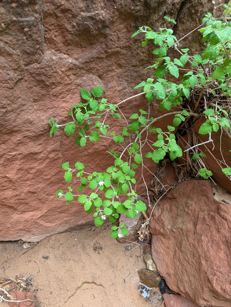 Jamesia americana var. zionis photo 3