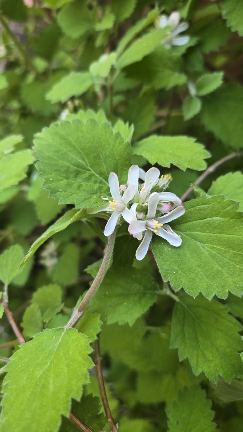 Jamesia americana var. zionis photo 4