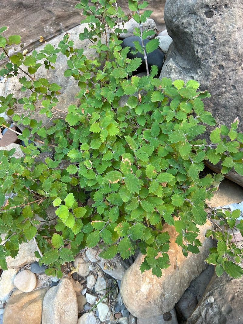 Jamesia americana var. zionis photo 5