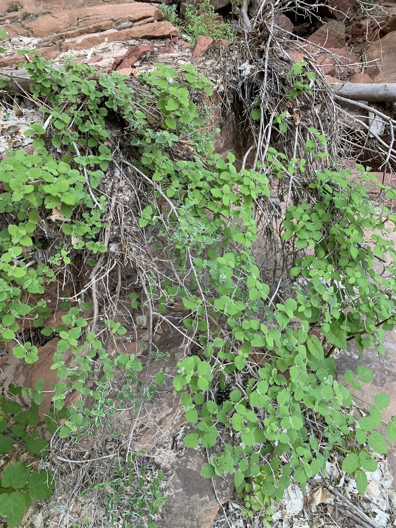 Jamesia americana var. zionis photo 7