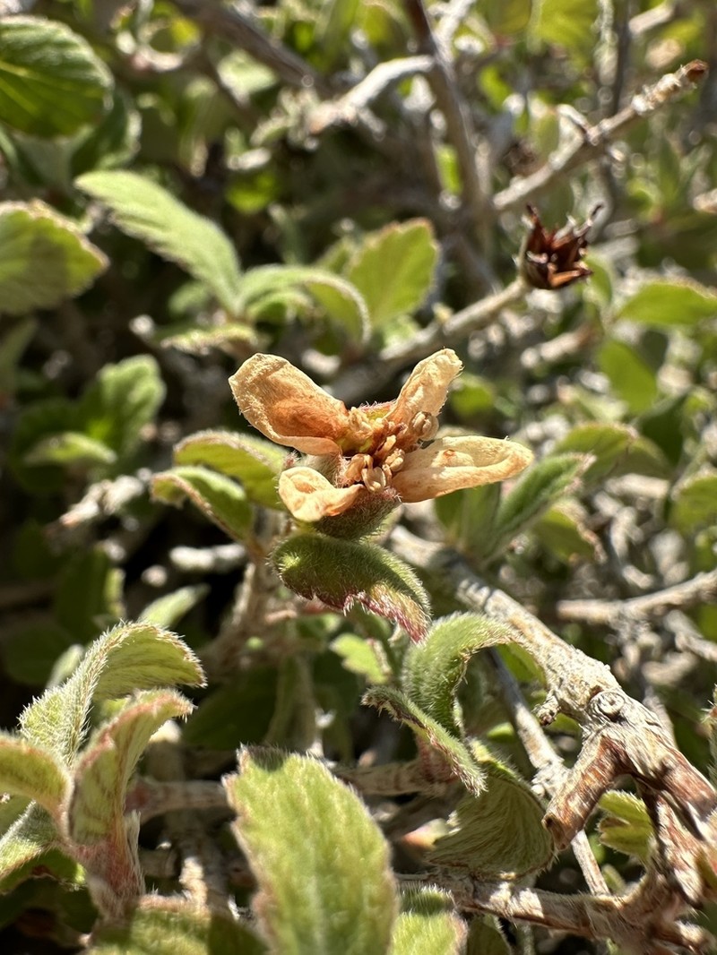 Fourpetal Cliffbush