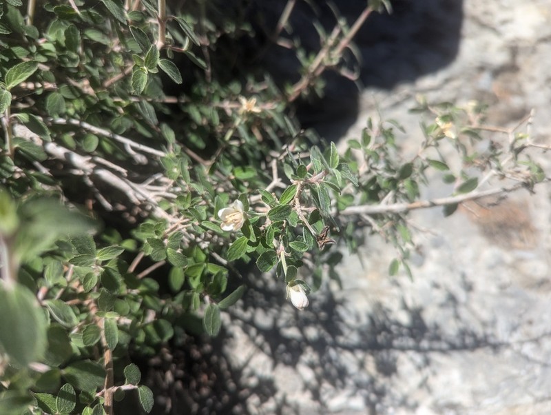 Fourpetal Cliffbush photo 2