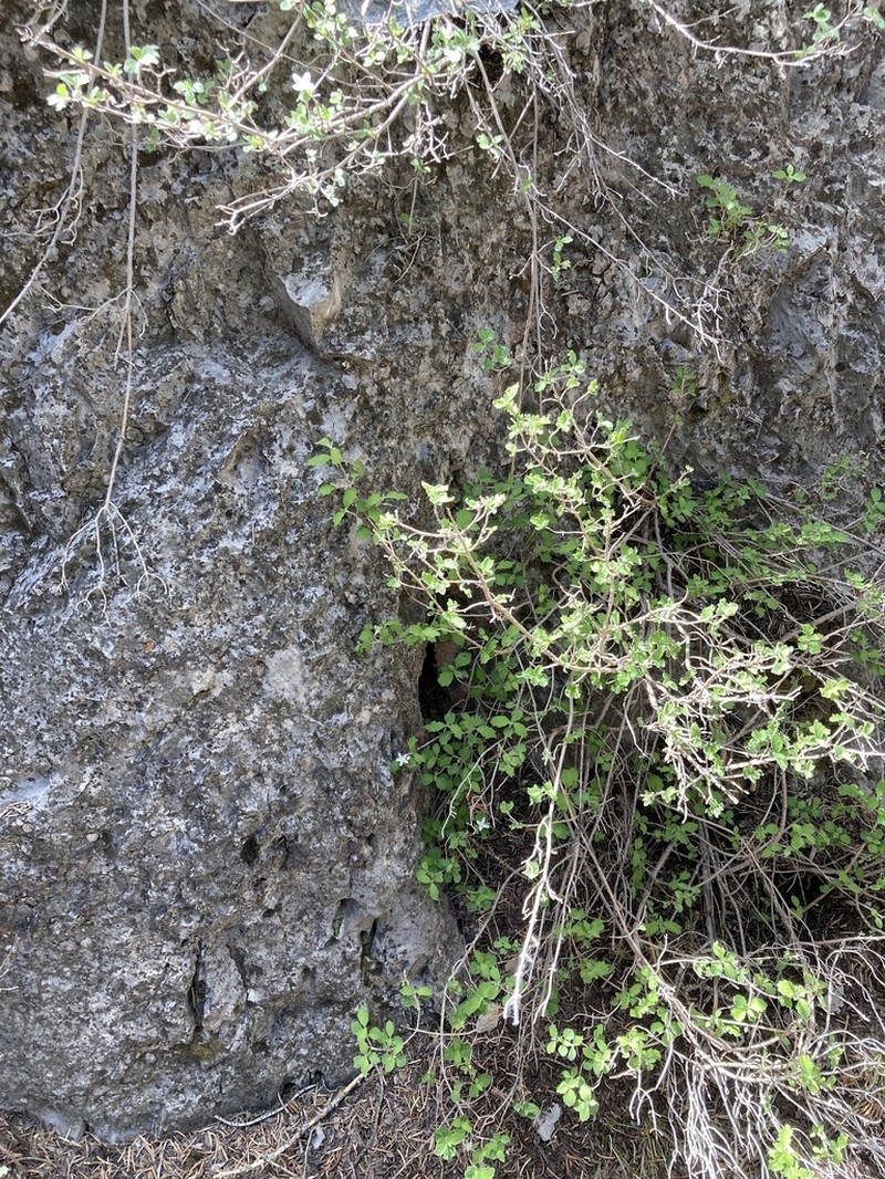 Fourpetal Cliffbush photo 3