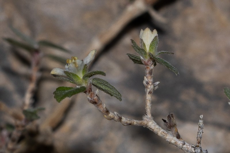 Fourpetal Cliffbush photo 4