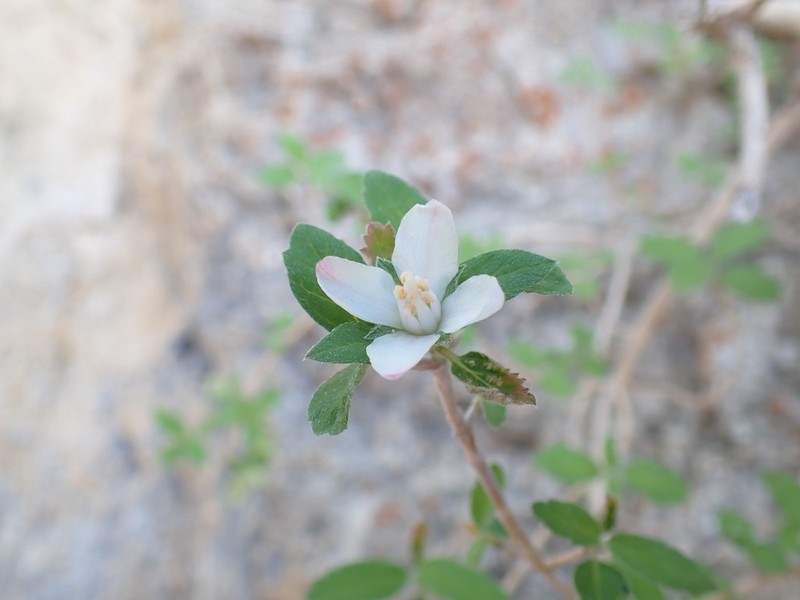 Fourpetal Cliffbush photo 5