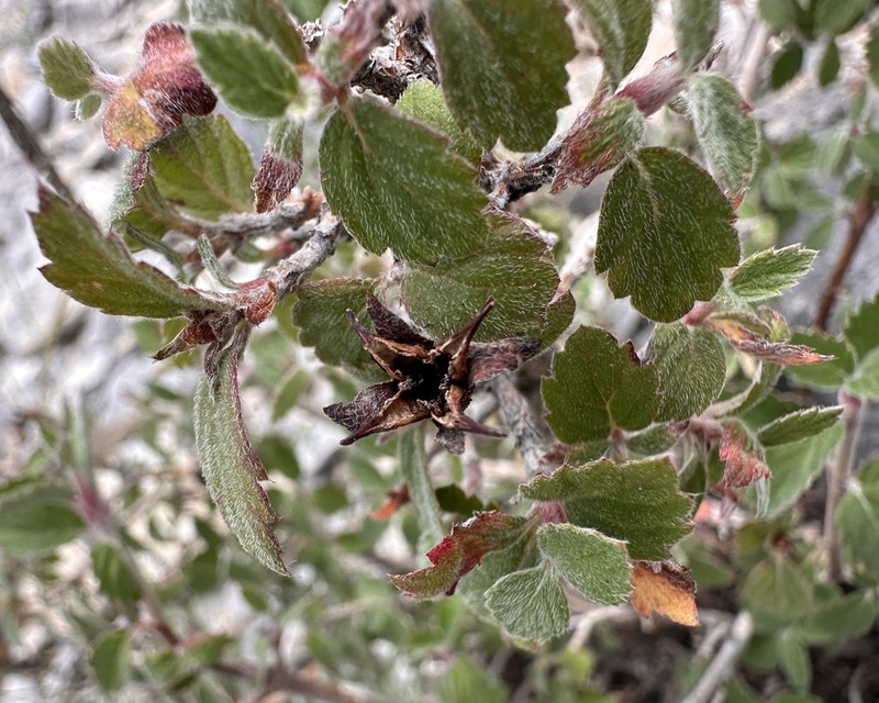Fourpetal Cliffbush photo 6