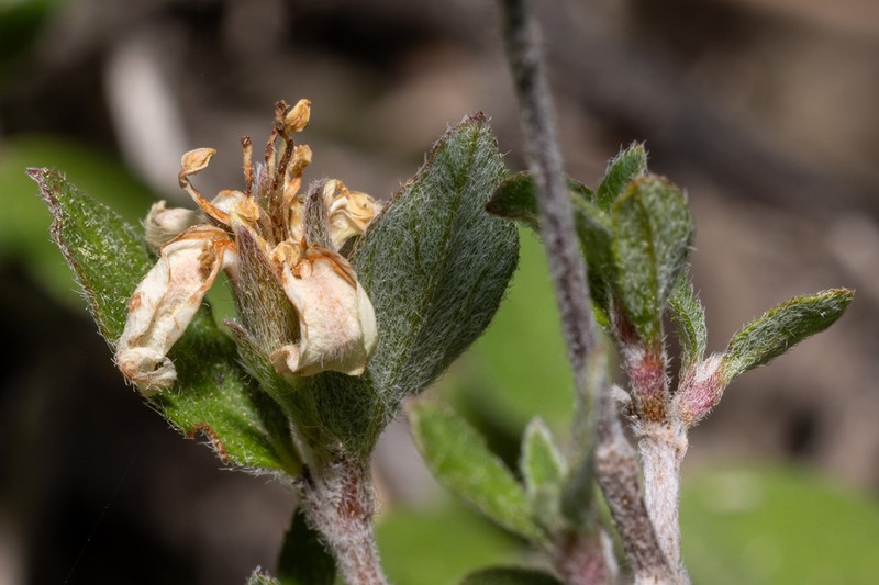 Fourpetal Cliffbush photo 7
