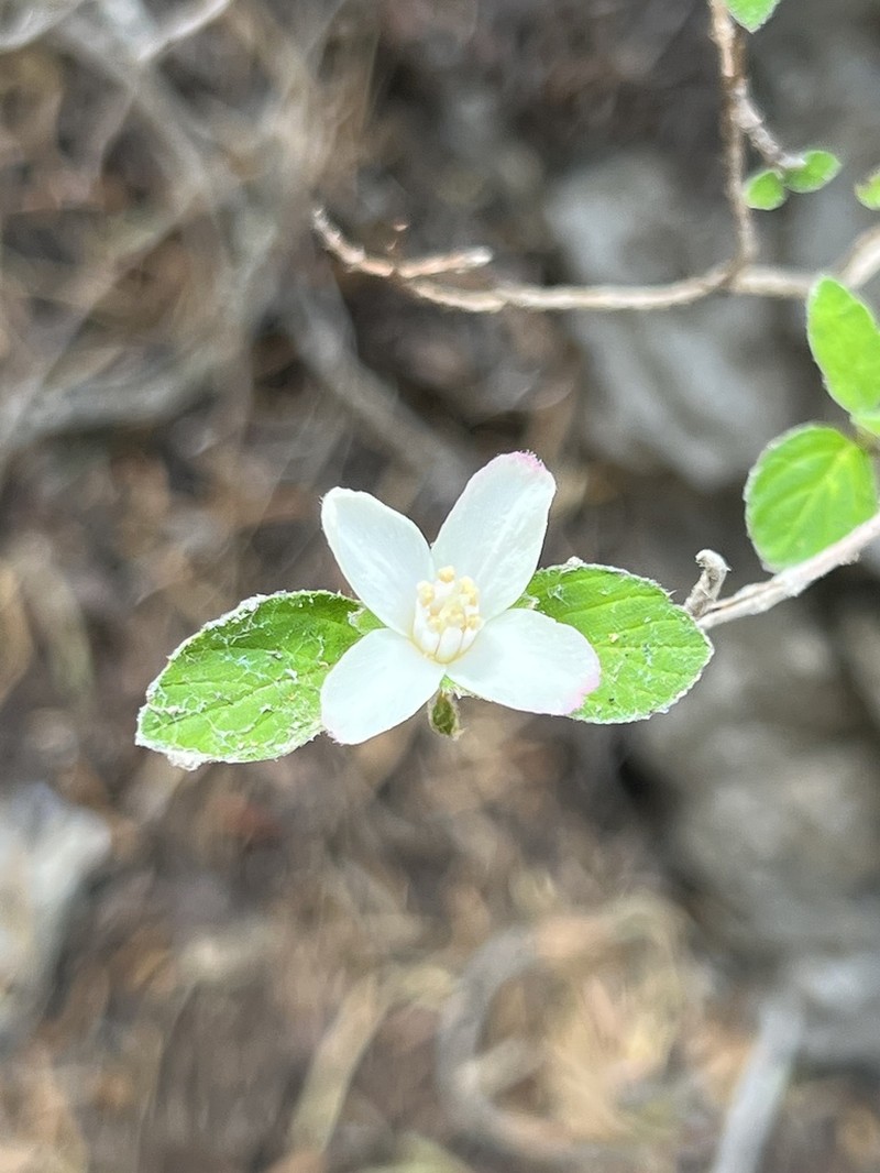 Fourpetal Cliffbush photo 8