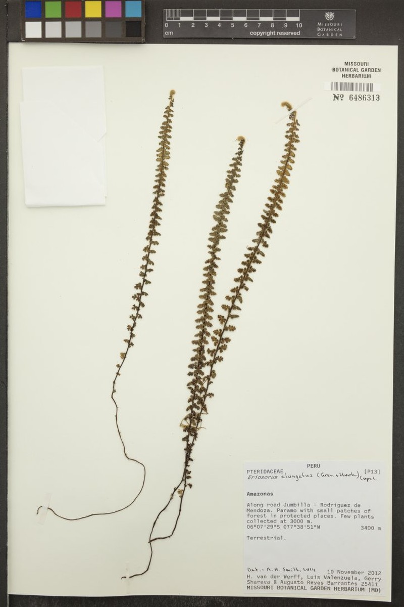 Jamesonia × elongata