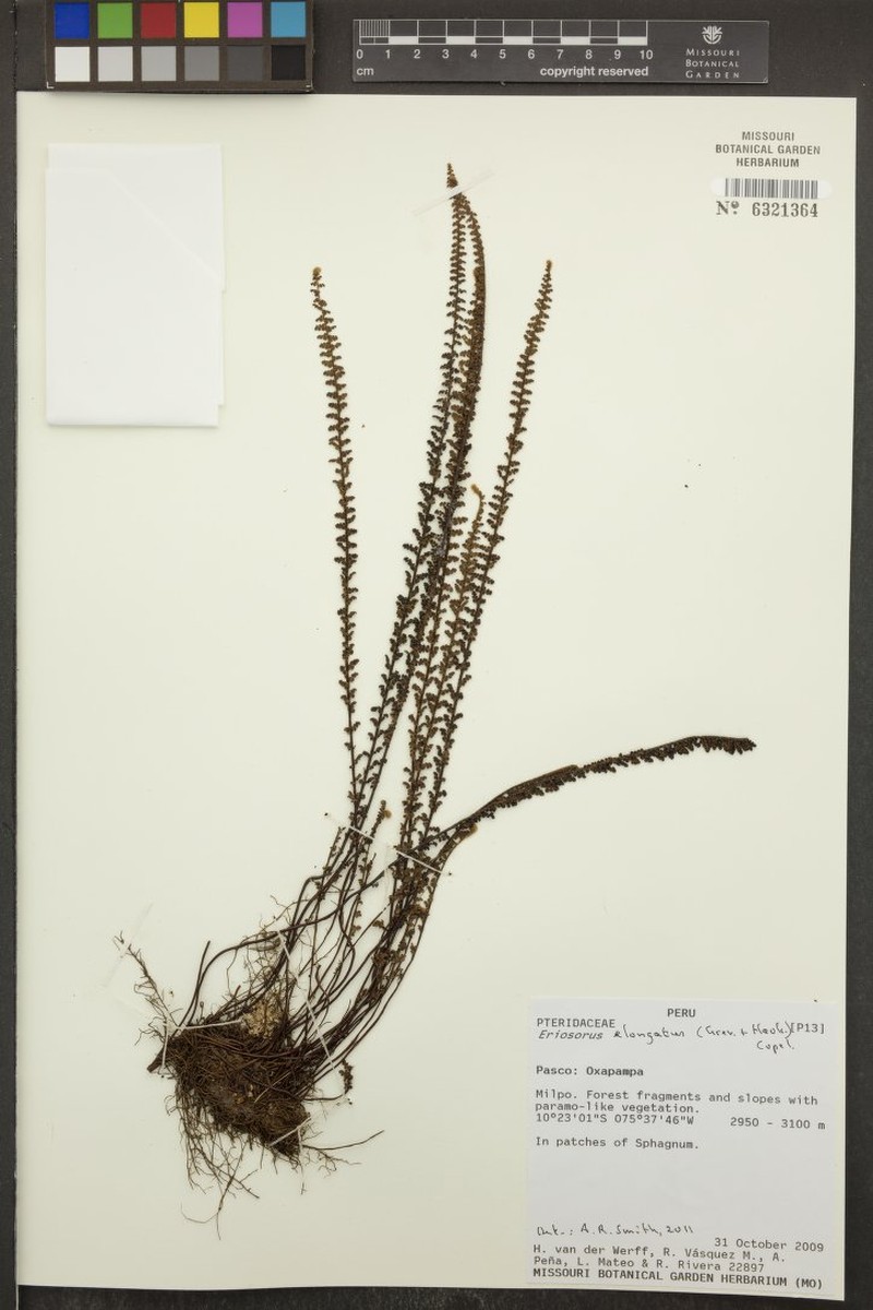 Jamesonia × elongata photo 3